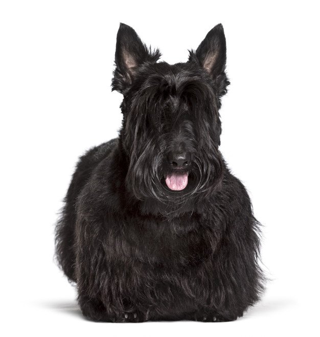 Scottish Terrier