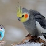Budgies with Cockatiels