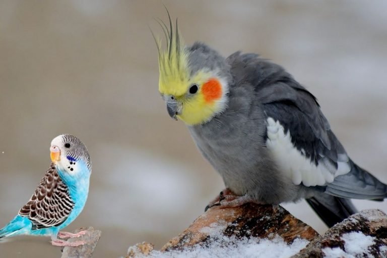 Do Budgies Get Along with Cockatiels? [What You Should Know!]