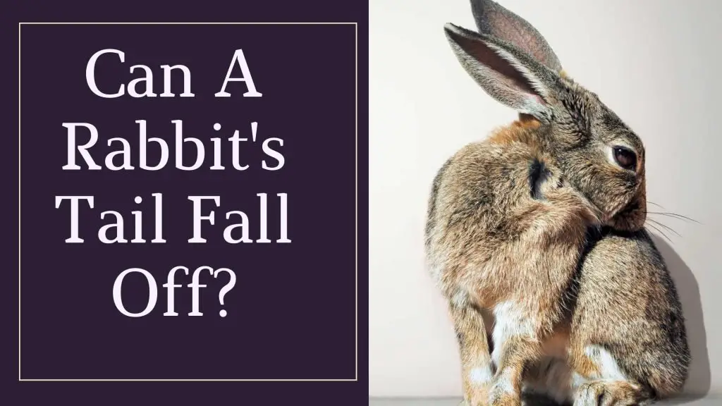 Why Do Rabbits Attack Each Other? AtractivoPets
