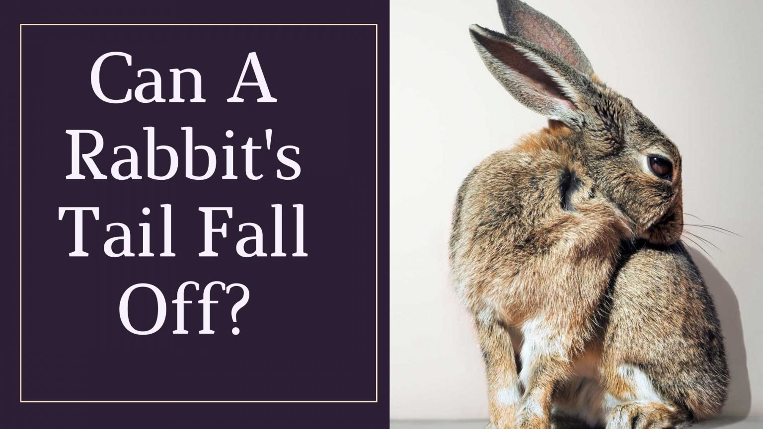 Can A Rabbit’s Tail Fall Off? (Explained) - AtractivoPets