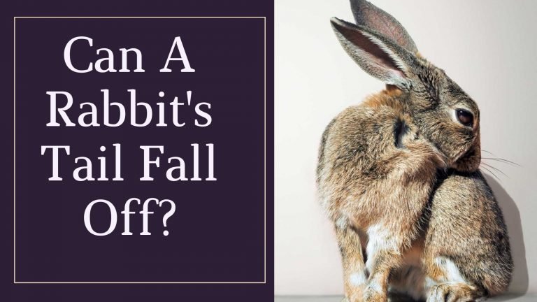 Can A Rabbit’s Tail Fall Off? (Explained)