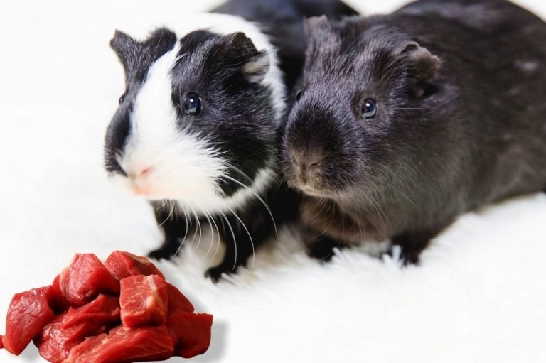 Can Guinea Pigs Eat Meat?