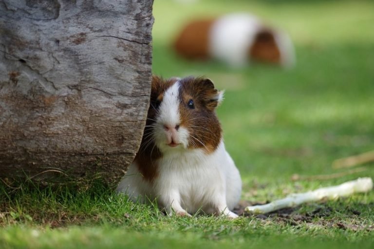 Can Guinea Pigs Know When To Stop Eating?