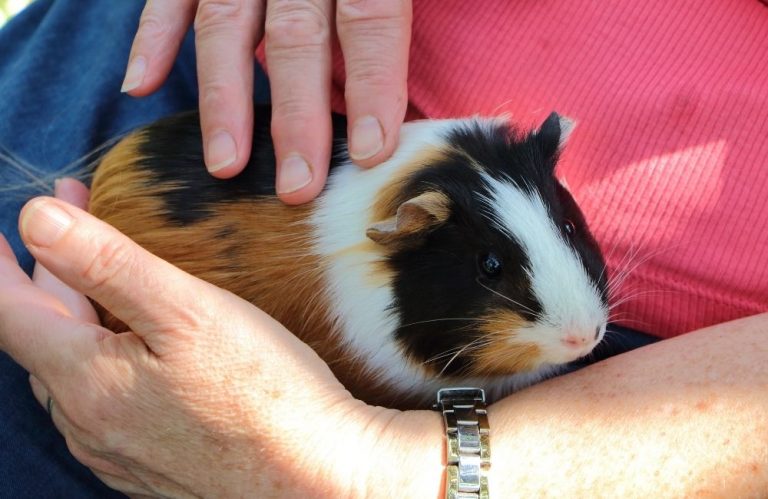 Can Guinea Pigs Learn Their Names? [Do They Recognize Your voice!]