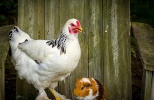 Can Guinea Pigs and Chicken Live Together