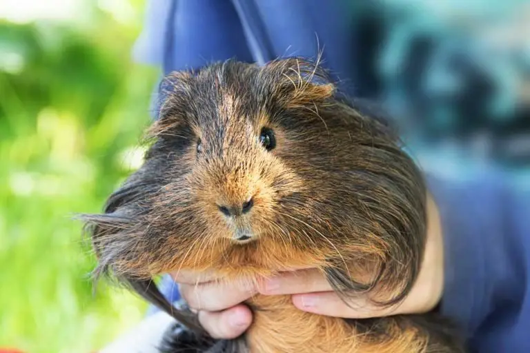 Is It Okay To Cut A Guinea Pig’s Hair