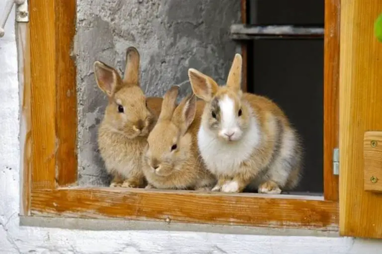 Do Rabbits Get Jealous? (Answered!)