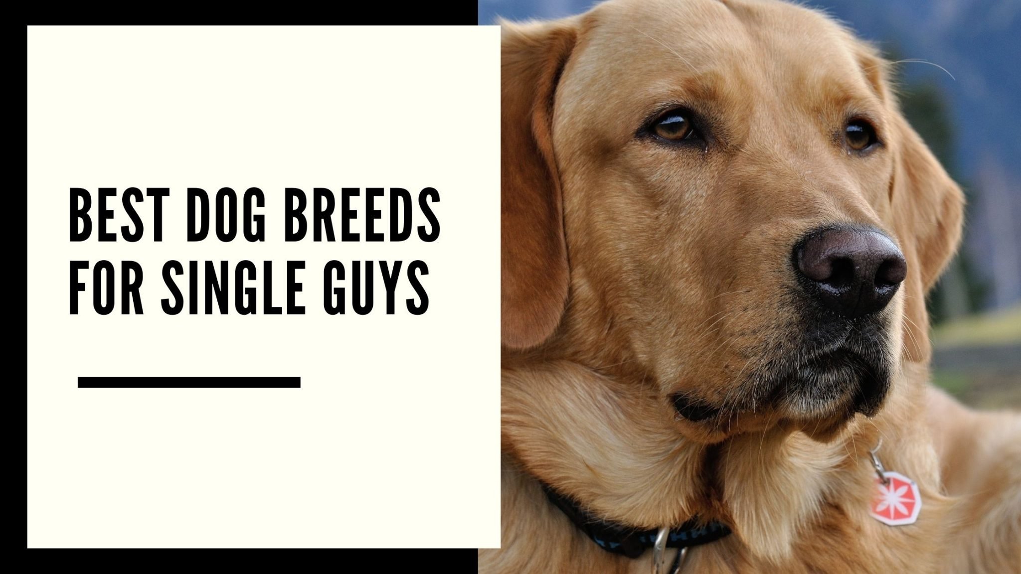 10 Best Dog Breeds For Single Guys AtractivoPets