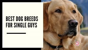 Dog Breeds For Single Guys