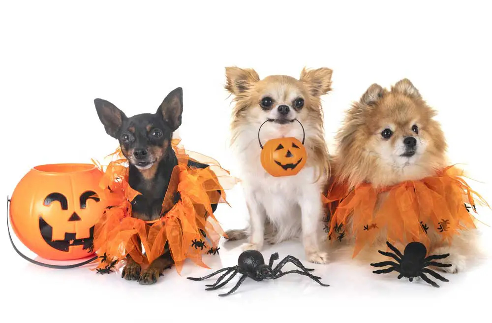 Dogs On Halloween