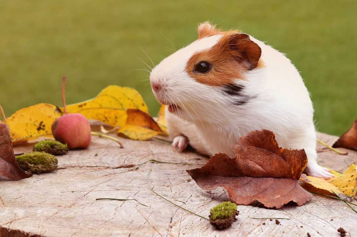 picky guinea pig
