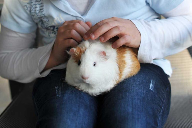 Why Doesn’t My Guinea Pig Like Me?