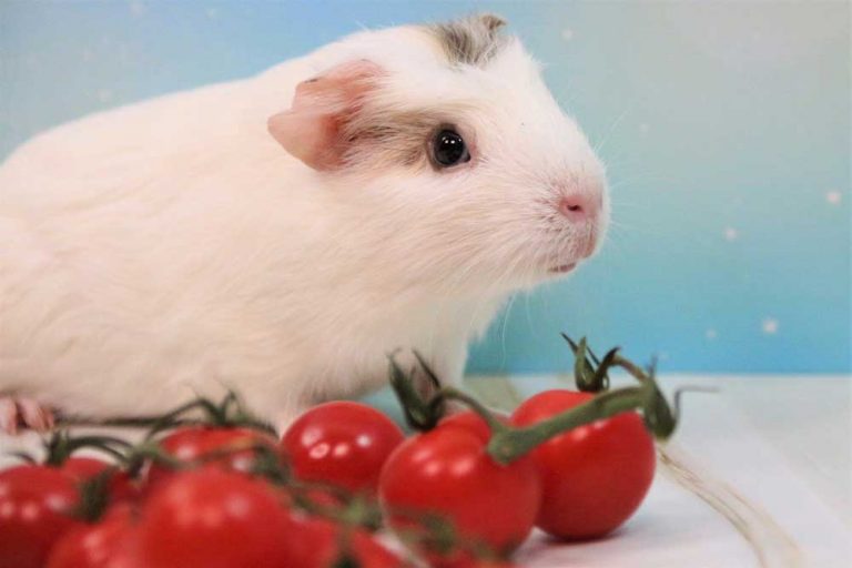 Can Guinea Pigs Eat Tomatoes?