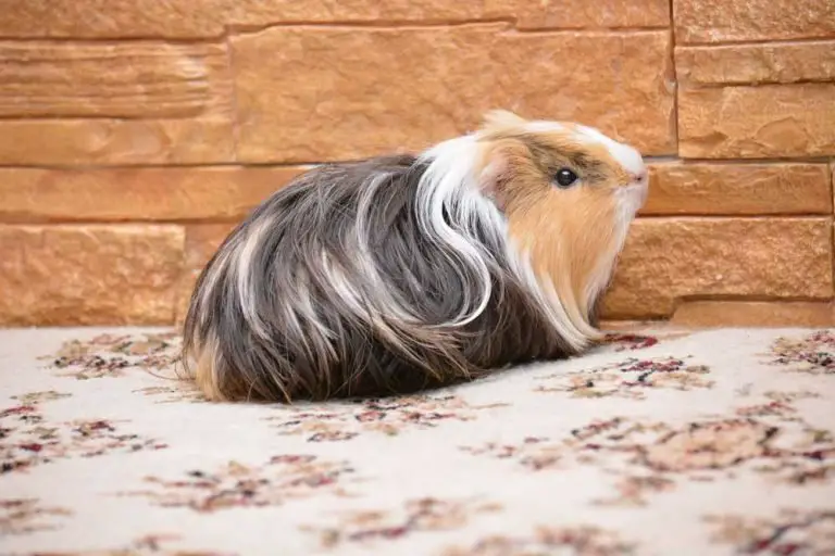 Can Guinea Pigs Get Hairballs?