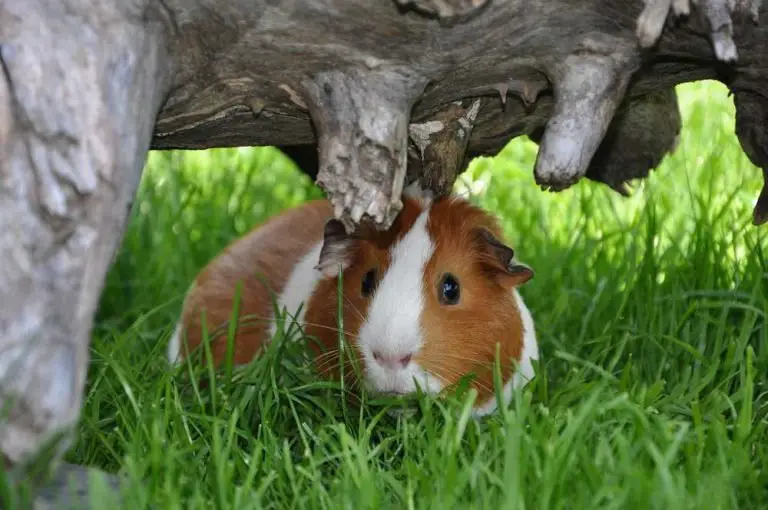 Can Pet Guinea Pigs Survive In The Wild?