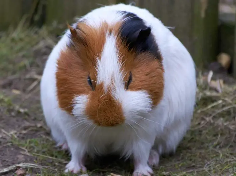 Are Guinea Pigs Destructive? [Know About Their Bad Behavior!]