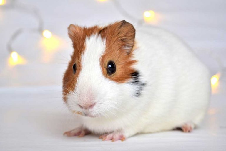 How Much Exercise Do Guinea Pigs Need A Day? | AtractivoPets