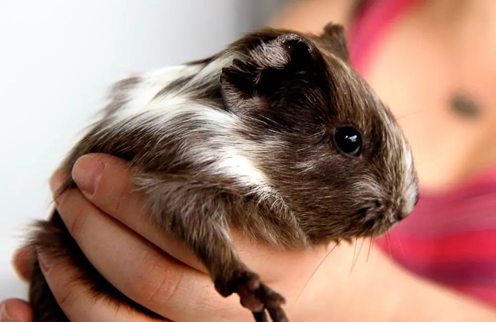 Guinea Pig