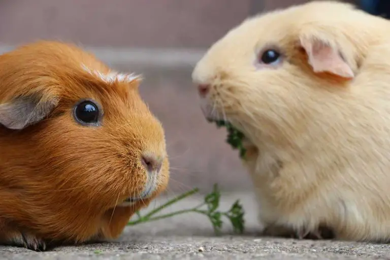 Are My Guinea Pigs Playing Or Fighting? (How To Identify)