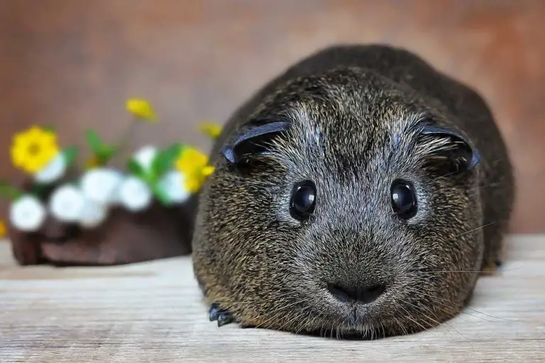 Can You Leave Guinea Pigs Alone For The Weekend?