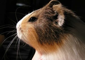 Guinea Pigs Whiskers