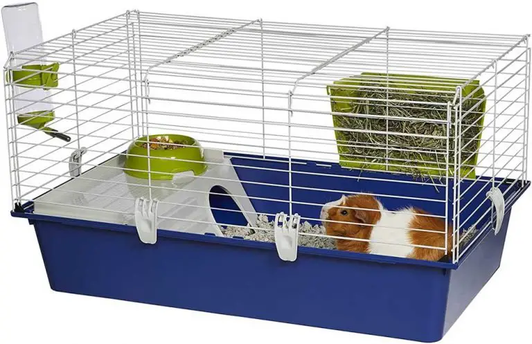 Do You Cover Guinea Pig Cage At Night?