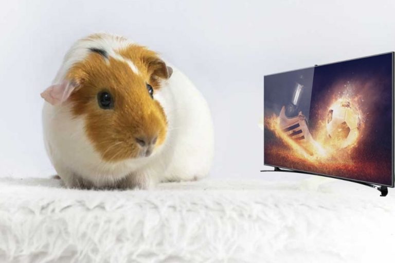 Do Guinea Pigs Like To Watch TV?