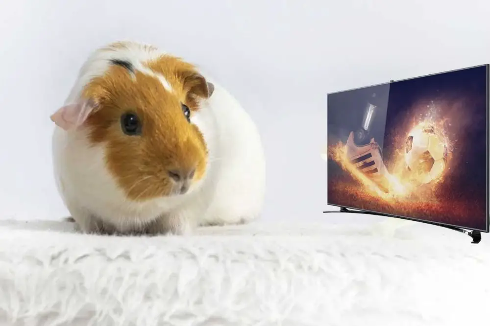 Guinea Pig watch TV