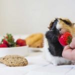 Guinea Pigs Eat Strawberries