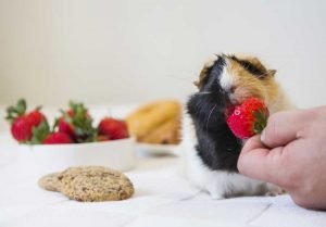 Guinea Pigs Eat Strawberries
