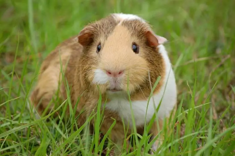 Do Guinea Pigs Blink? [Signs & Treatments of Eye Infections]