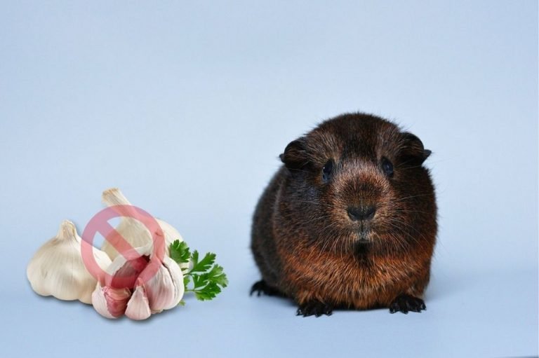 Guinea Pigs Can't Eat Garlic
