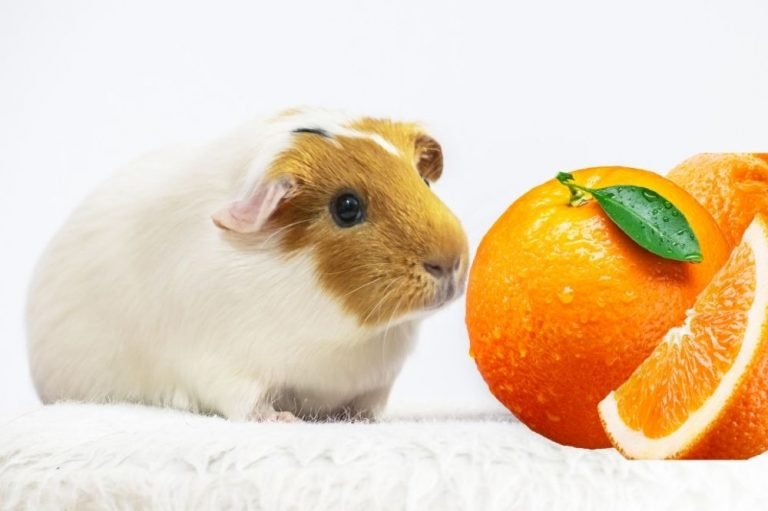 Guinea Pigs Eat Oranges