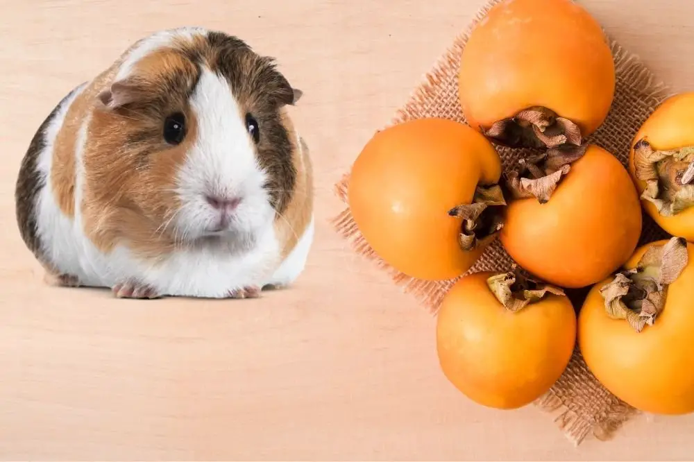 Guinea Pigs Eat Persimmon