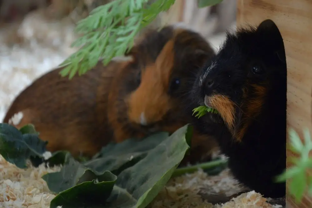 Guinea Pigs Playing