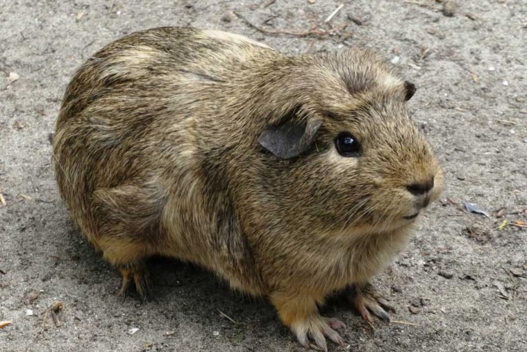 How Fast Can Guinea Pigs Run AtractivoPets