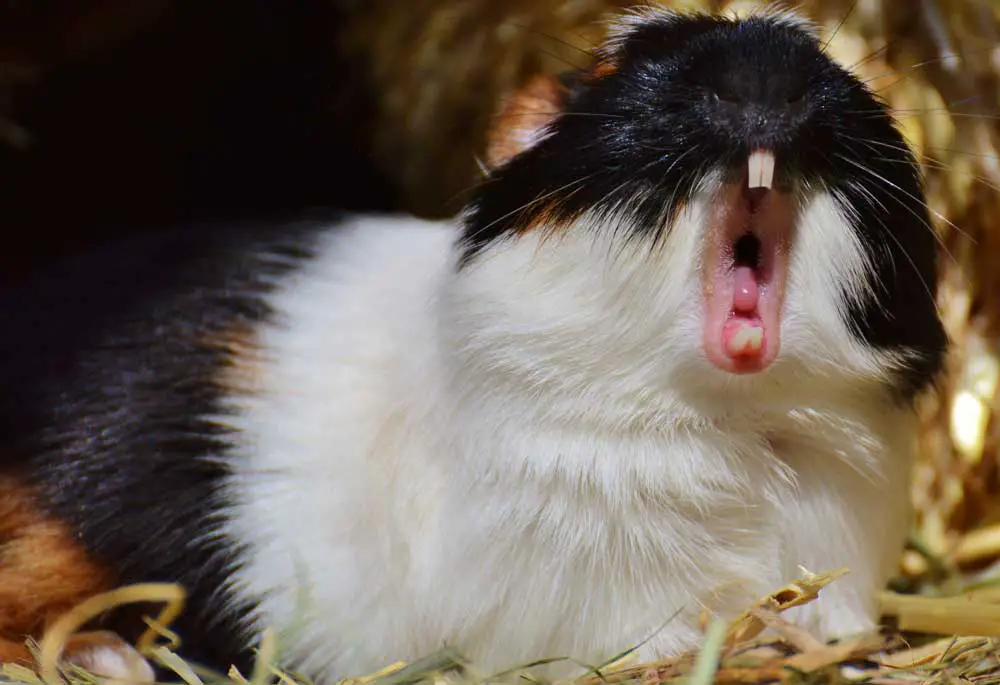 Guinea Pigs Yawn