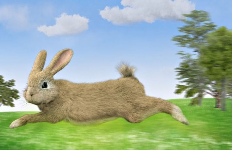 How Fast Can Rabbits Run? [Know The Speed!]