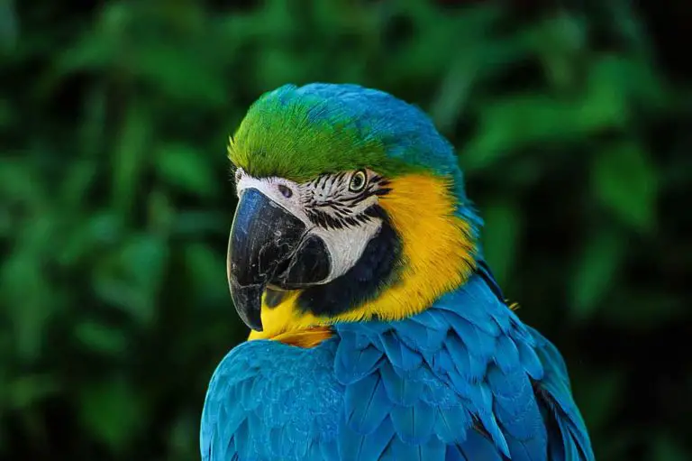 Are Macaws Aggressive?