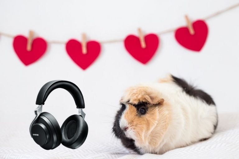 Music for Guinea Pigs