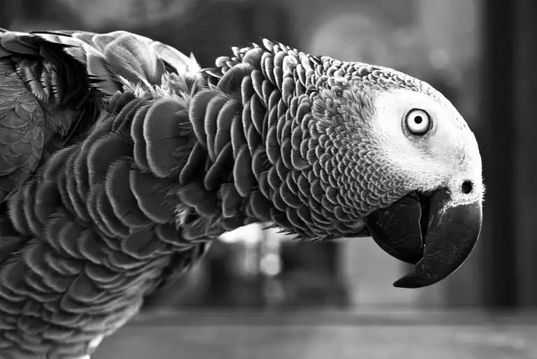 Are Parrots Color Blind