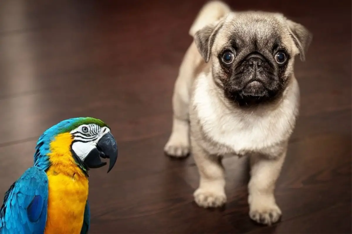 are parrots smarter than dogs