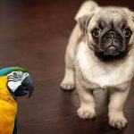 Parrots and Dogs