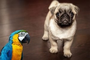 Parrots and Dogs