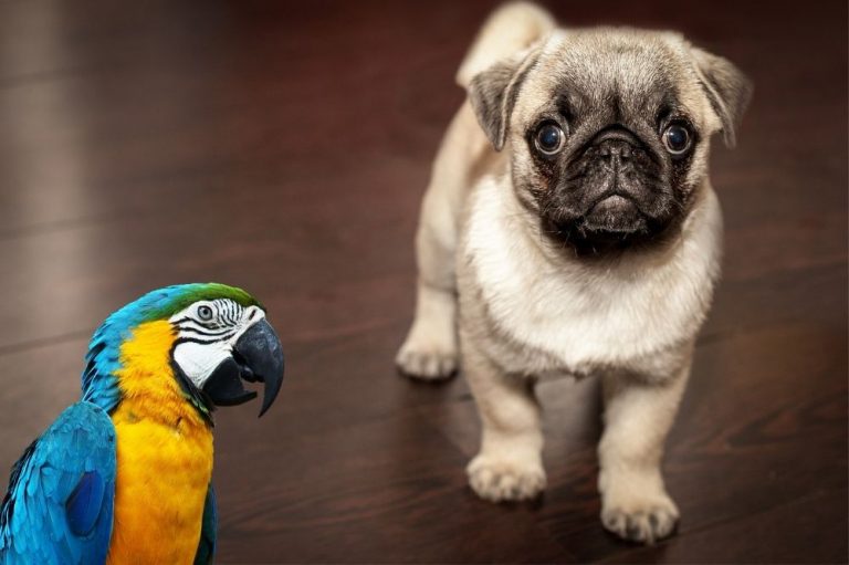 Are Parrots Smarter than Dogs? [Know The Truth!]