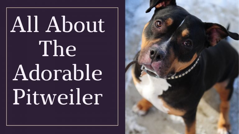 Pitbull Rottweiler Mix: All About The Adorable Pitweiler