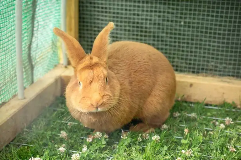 How To Protect Rabbits From Predators? AtractivoPets
