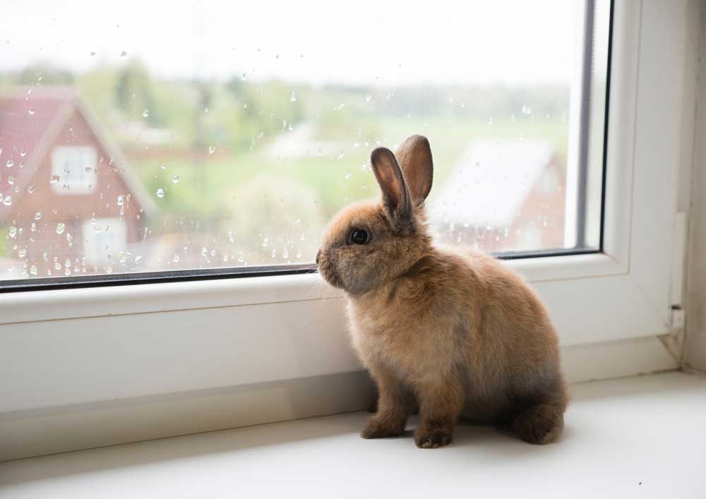Rabbit in rain