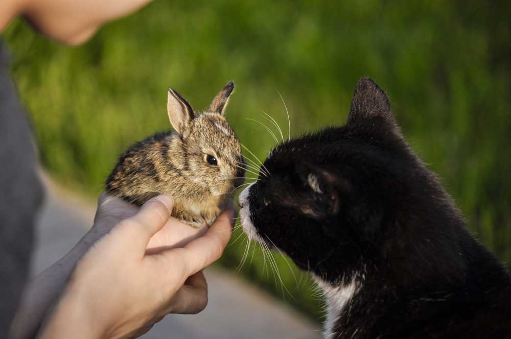 Rabbit with Cat